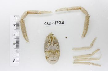 Media type: image;   Invertebrate Zoology CRU-4728 Description: Preserved specimen.;